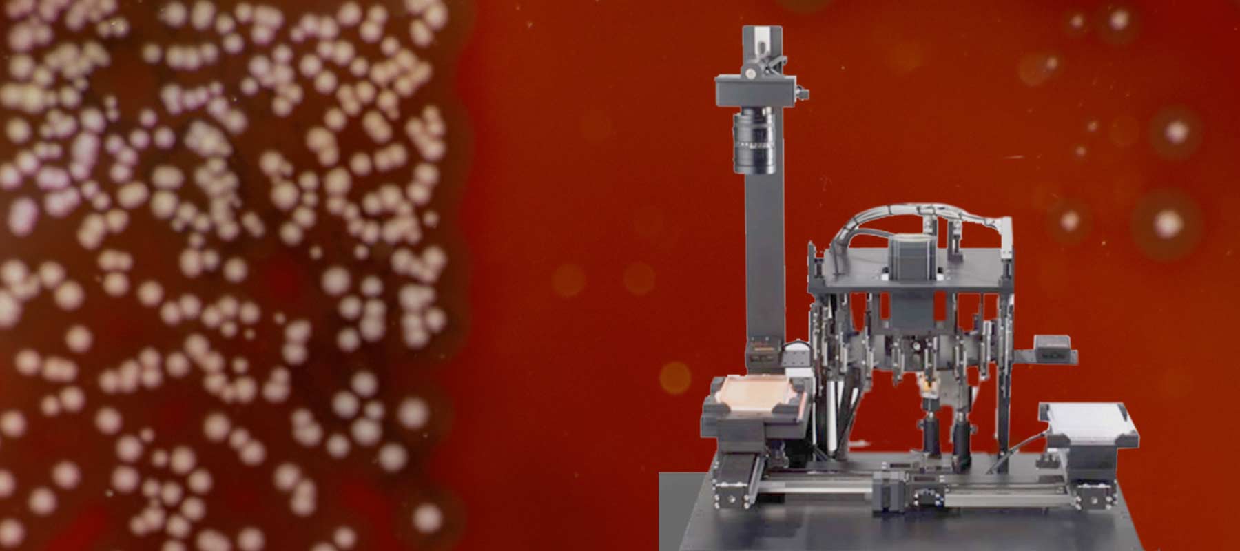 Image of a bacteria and lab robot for an article about colony picking tools.