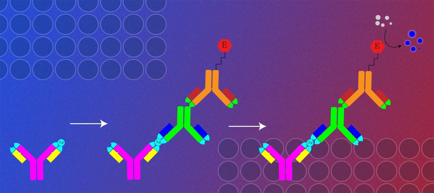 Illustration of antibodies for article on sandwich ELISA assays.