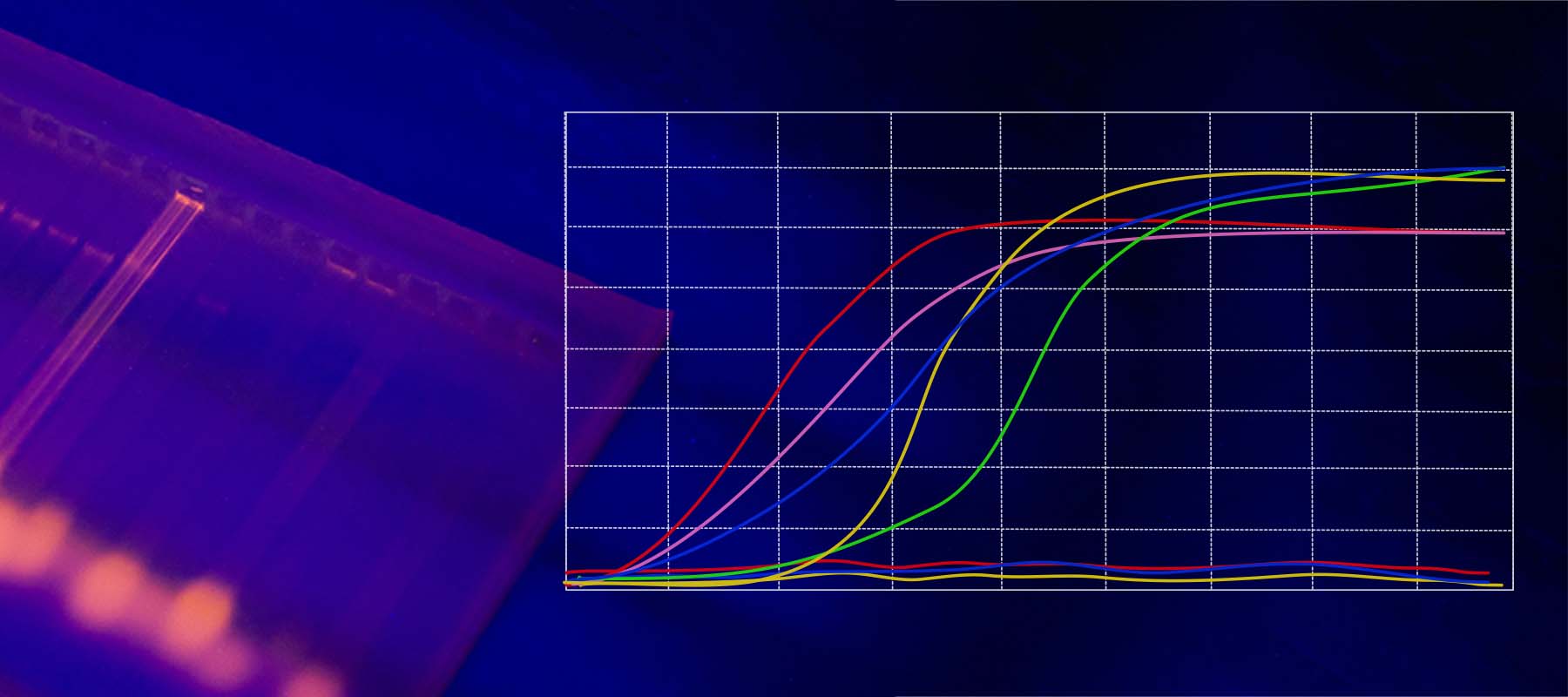 Image of electrophoresis gel and PCR curves for article on PCR.