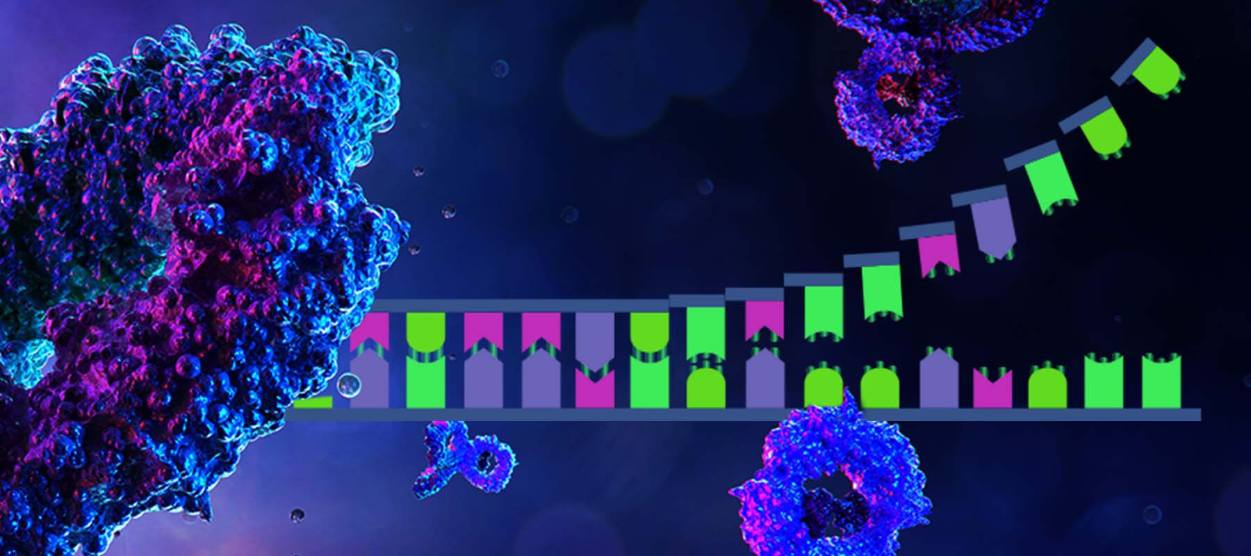 Image of polymerase of antibody for article on PCR and antigen testing.