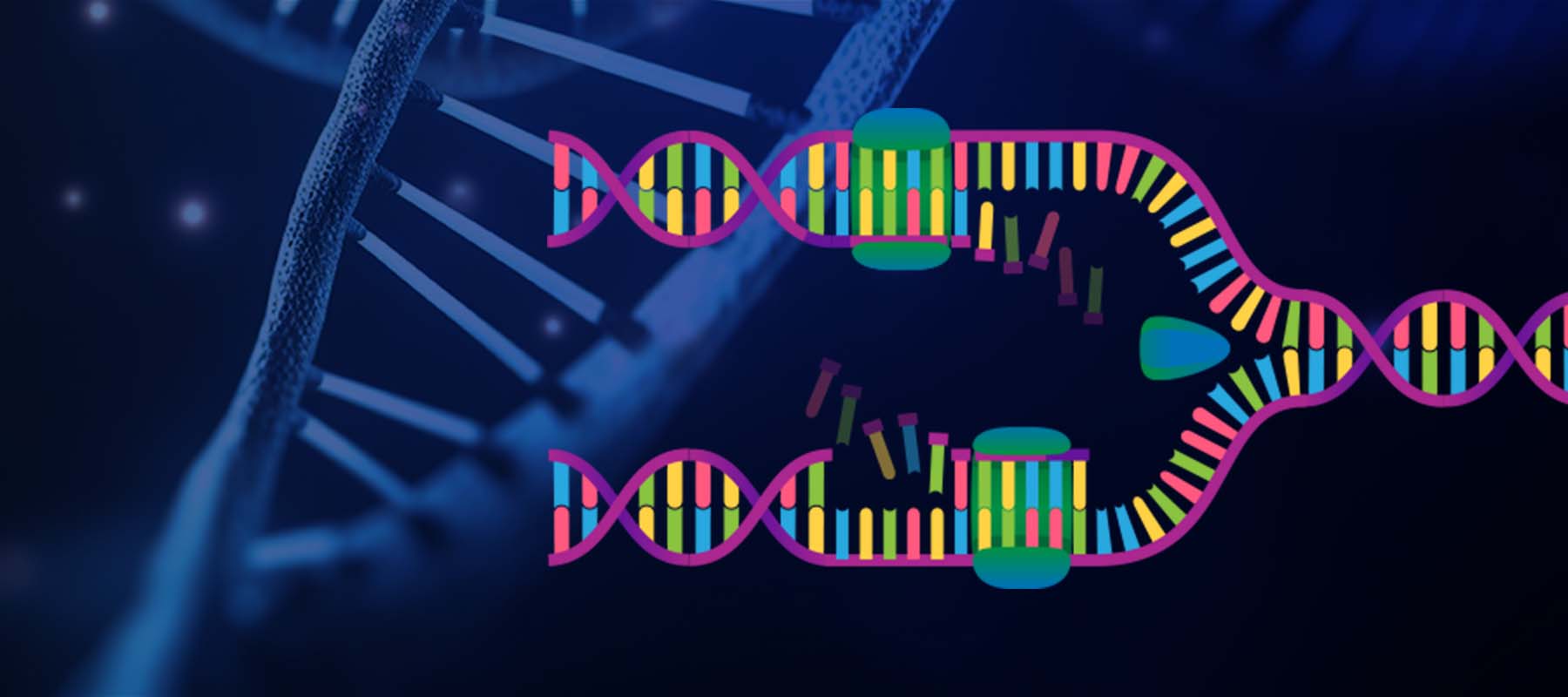 Image of DNA helix and schematic of enzymes for article on DNA polymerase.