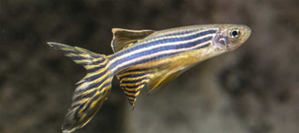 Understand the power of zebrafish in toxicology research and how workflow automation plays a vital role in accelerating progress